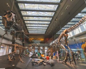 Philippe Taquet, chasseur de dinosaures et ancien directeur du Muséum national d’histoire naturelle, est mort