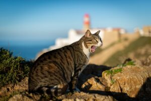 Les chats drôles et expressifs de Walter Chandoha, pionnier de la photographie animalière, réunis dans un livre